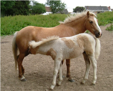 Elevage de poneys Ceruziens
